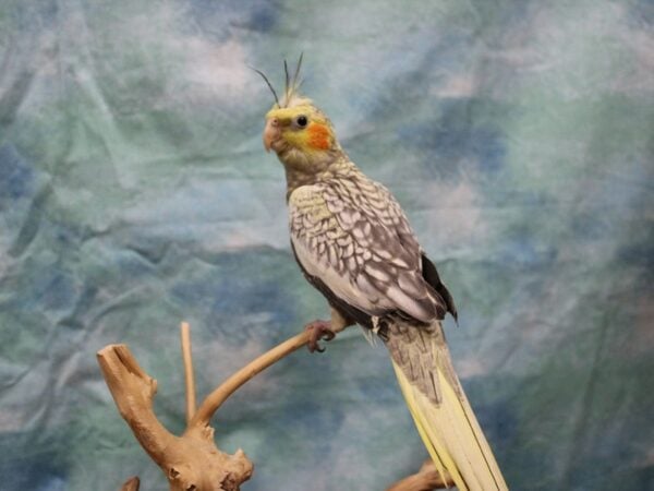 Cockatiel-BIRD---25467-Petland Racine, Wisconsin