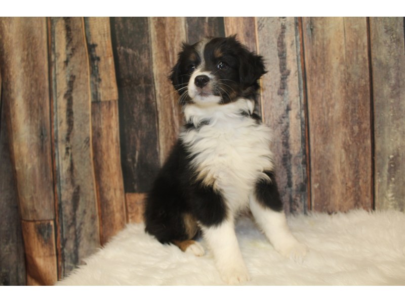Australian Shepherd