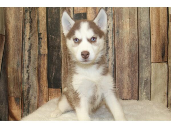 Siberian Husky-DOG-Female-Red / White-16168-Petland Racine, Wisconsin