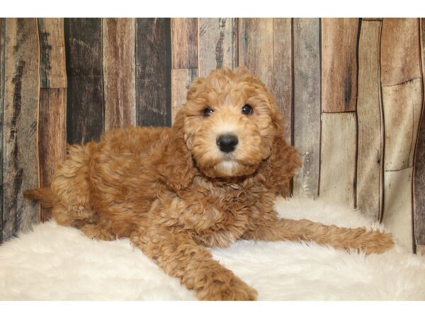 Goldendoodle 2nd Gen-DOG-Male-Apricot-16169-Petland Racine, Wisconsin