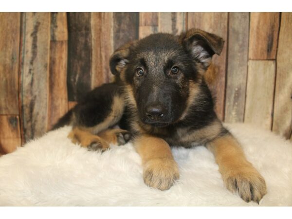 German Shepherd Dog-DOG-Male-Black / Tan-16170-Petland Racine, Wisconsin