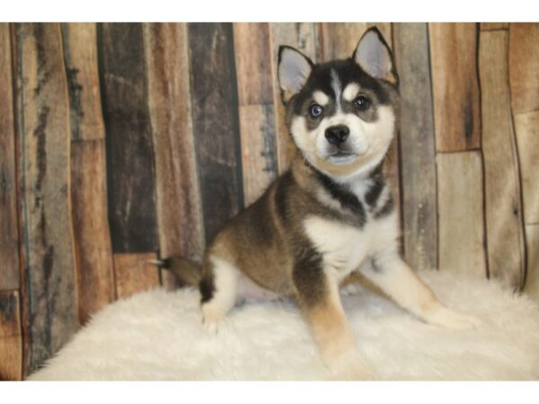 Alaskan Klee Kai-DOG-Male-Black / Cream-16171-Petland Racine, Wisconsin