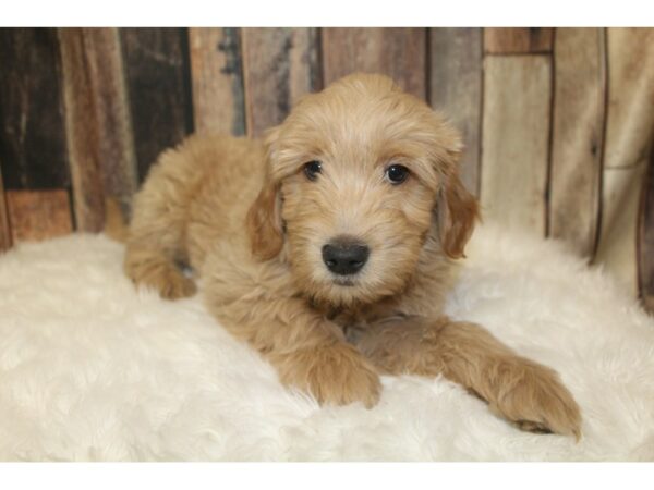 Goldendoodle Mini DOG Male Cream 16173 Petland Racine, Wisconsin