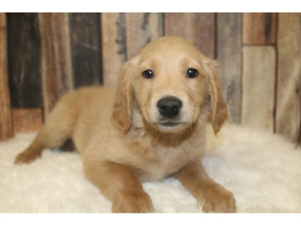 Goldendoodle Mini DOG Female Cream 16175 Petland Racine, Wisconsin