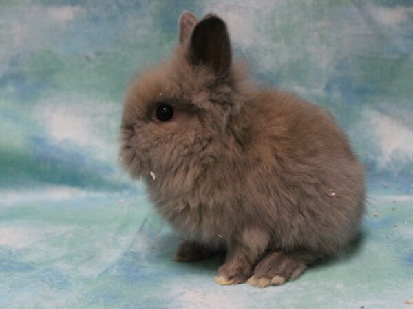 Lionhead-RABBIT-Male--25490-Petland Racine, Wisconsin