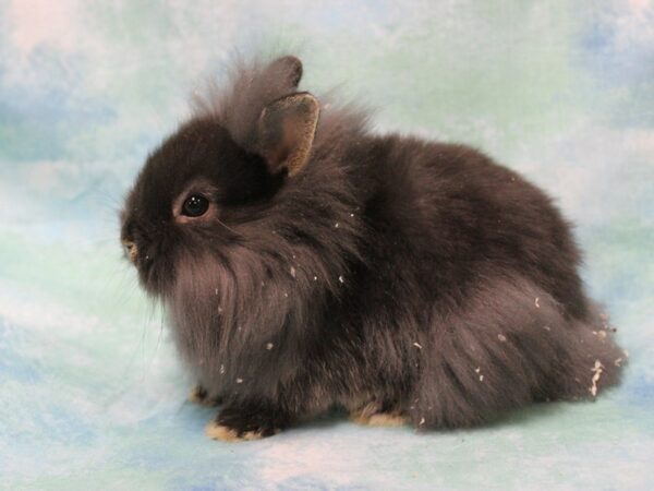 Lionhead-RABBIT-Female--25493-Petland Racine, Wisconsin