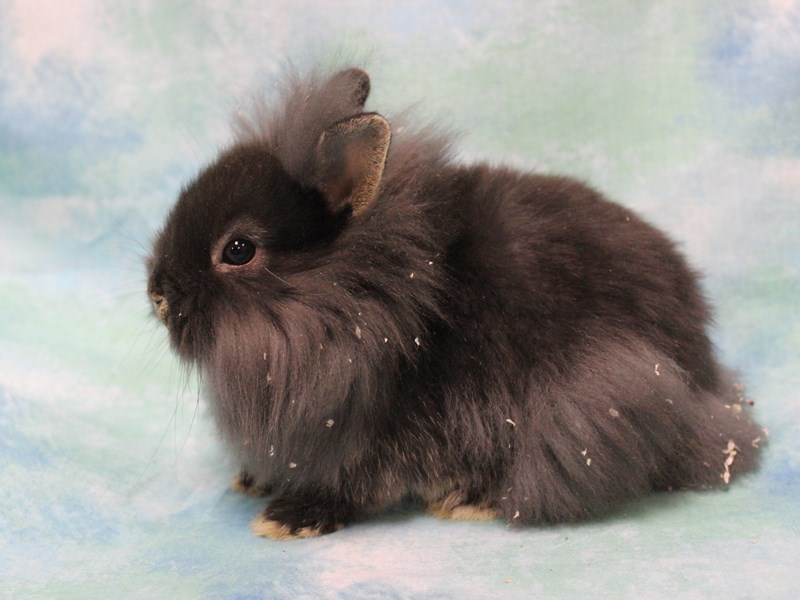 Lionhead