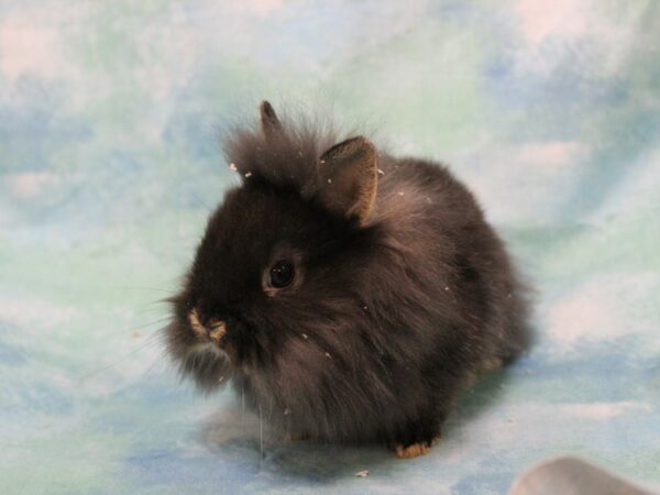 Lionhead-RABBIT-Female--25494-Petland Racine, Wisconsin