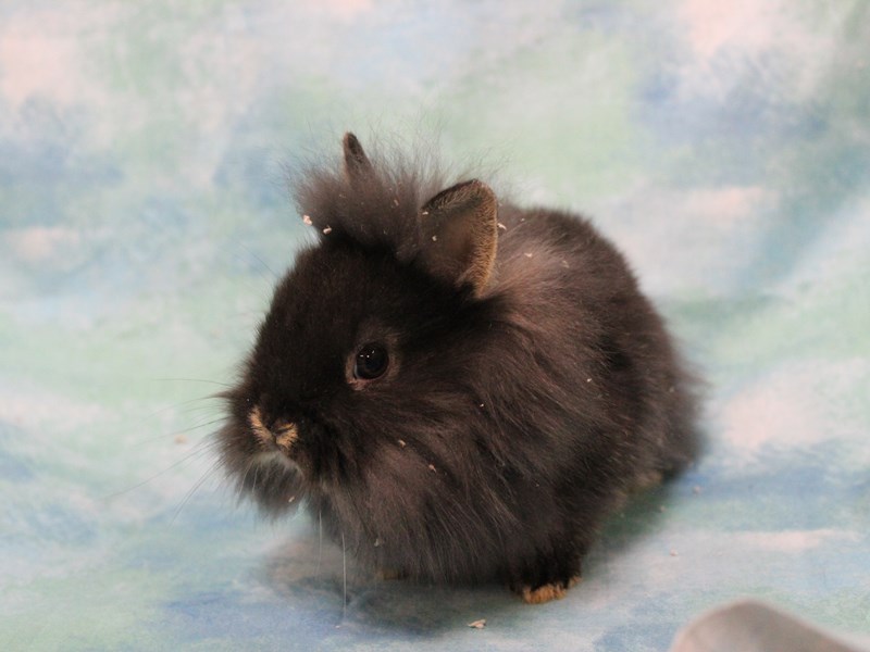 Lionhead