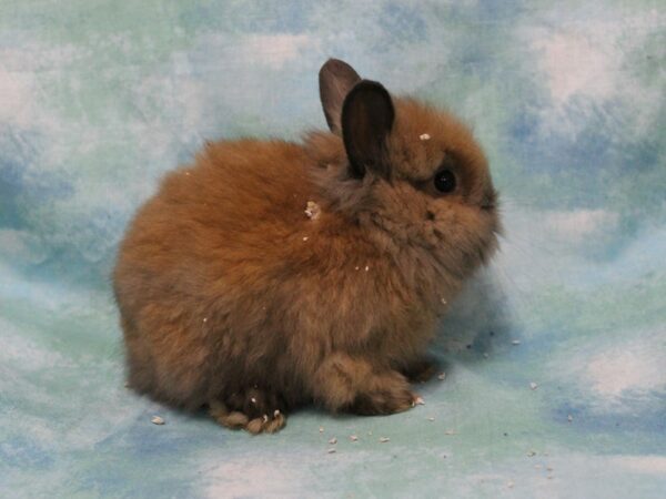 Lionhead-RABBIT-Female--25495-Petland Racine, Wisconsin