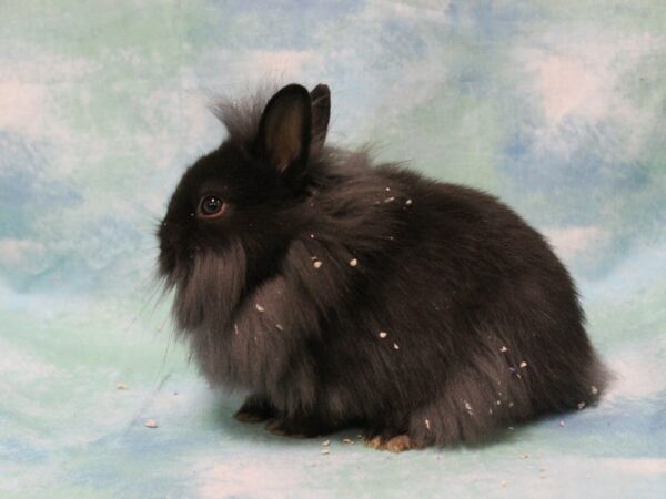 Lionhead-RABBIT-Female--25496-Petland Racine, Wisconsin