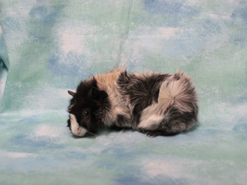 Abyssinian Guinea Pig