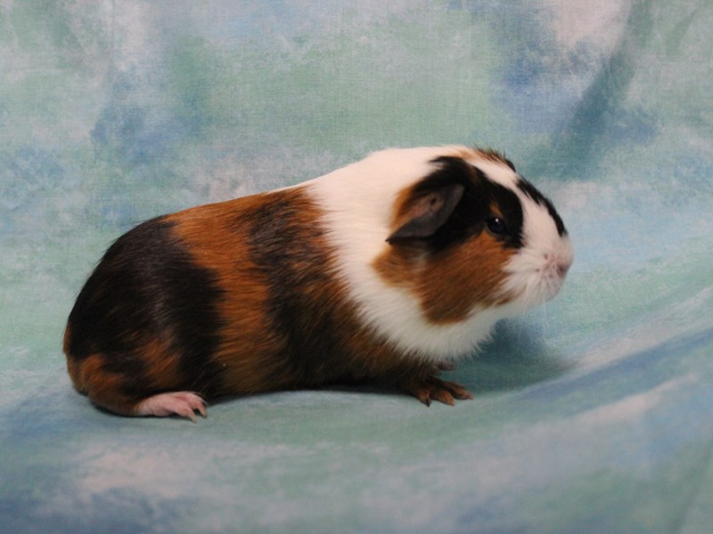 American Guinea Pig