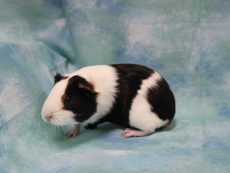 American Guinea Pig