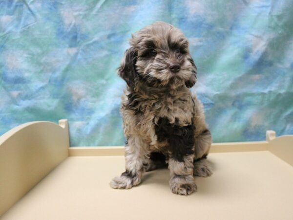 Cockapoo 2nd gen-DOG-Male-Chocolate Merle-25470-Petland Racine, Wisconsin