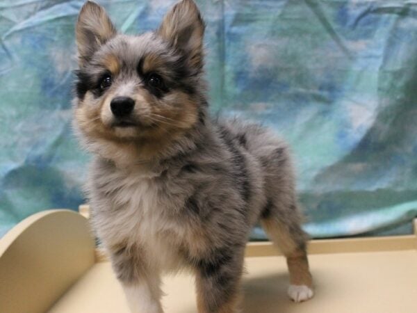 Alaskan Klee Kai/Australian Shepherd-DOG-Male-Blue Merle-25481-Petland Racine, Wisconsin