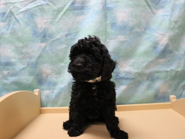 Cockapoo 2nd gen-DOG-Female-Black-25471-Petland Racine, Wisconsin