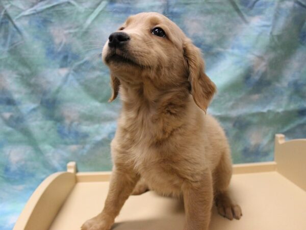 Mini Goldendoodle DOG Female GOLDEN 25488 Petland Racine, Wisconsin