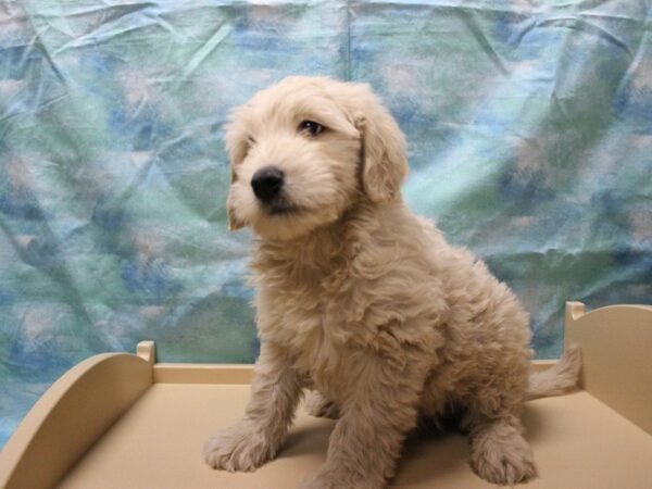 Mini Goldendoodle DOG Male CREAM 25487 Petland Racine, Wisconsin