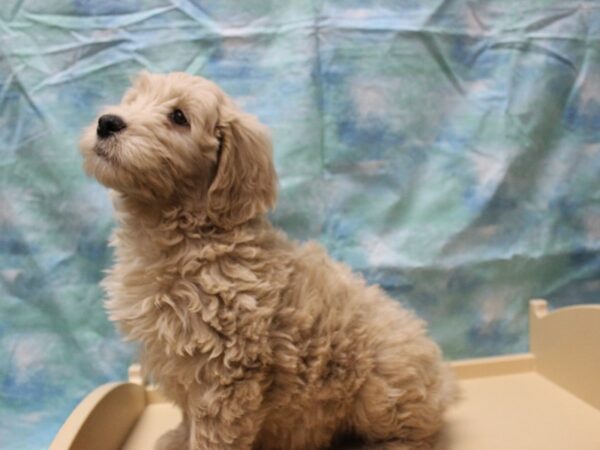 Mini Goldendoodle DOG Male CREAM 25486 Petland Racine, Wisconsin