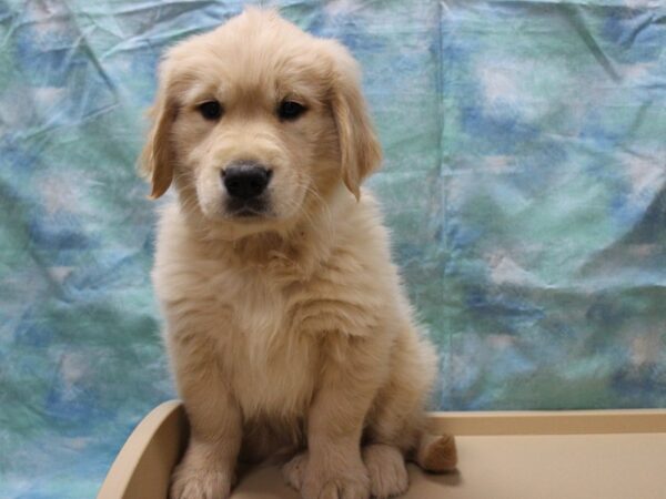 Golden Retriever-DOG-Male-Golden-25474-Petland Racine, Wisconsin