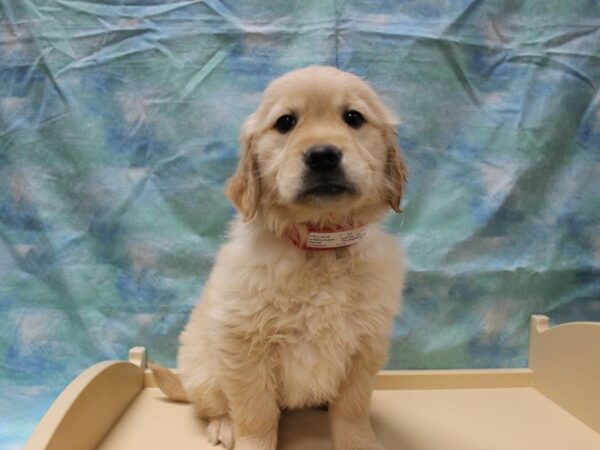 Golden Retriever-DOG-Female-Golden-25476-Petland Racine, Wisconsin