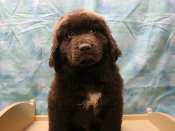 Newfoundland DOG Male Chocolate 25479 Petland Racine, Wisconsin