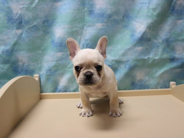 French Bulldog-DOG-Female-Cream-25482-Petland Racine, Wisconsin