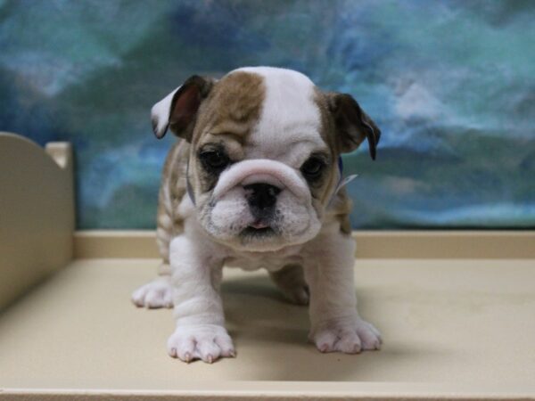 English Bulldog DOG Female MERLE 25485 Petland Racine, Wisconsin