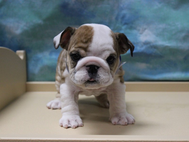 English Bulldog
