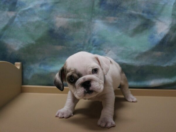 English Bulldog DOG Female MERLE 25484 Petland Racine, Wisconsin