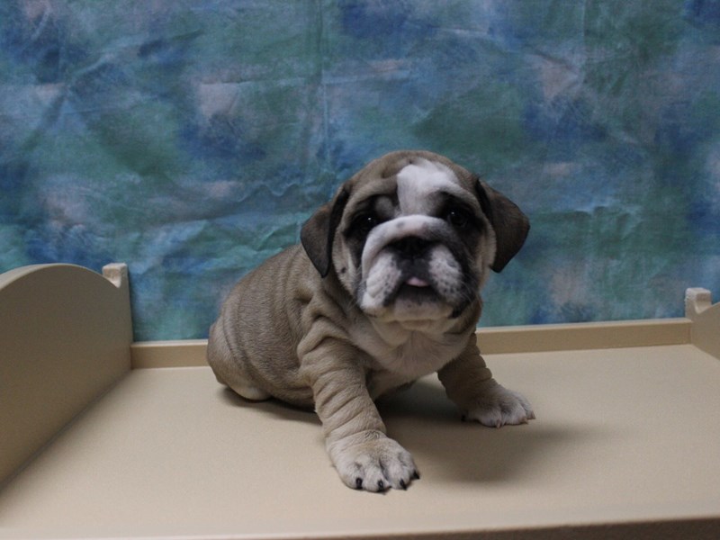 English Bulldog