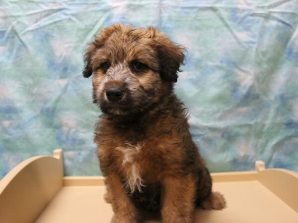 Soft Coated Wheaten Terrier/Australian Shepherd-DOG-Male-Wheaten-25477-Petland Racine, Wisconsin