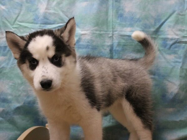 Siberian Husky-DOG-Female-Black / White-25480-Petland Racine, Wisconsin