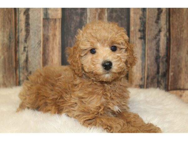 Goldendoodle Mini 2nd Gen-DOG-Female-Apricot-16176-Petland Racine, Wisconsin
