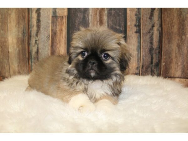 Pekingese DOG Male Fawn 16177 Petland Racine, Wisconsin