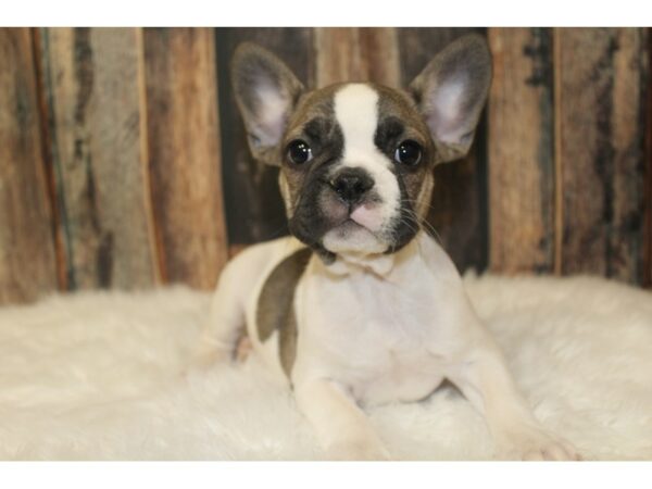 French Bulldog-DOG-Male-Brindle / White-16179-Petland Racine, Wisconsin