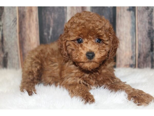 Poodle-DOG-Male-Red-16182-Petland Racine, Wisconsin