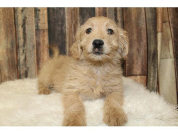 Goldendoodle Mini DOG Female Cream 16184 Petland Racine, Wisconsin