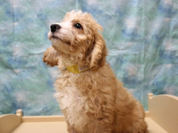 Cavadoodlepoo-DOG-Male-APCT-25526-Petland Racine, Wisconsin