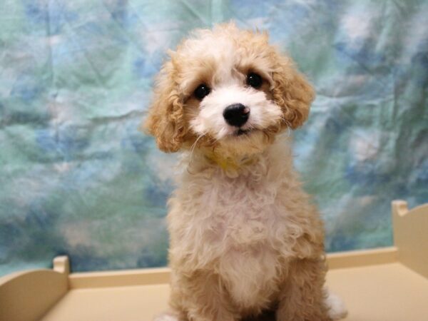 Cavadoodlepoo-DOG-Female-APCT-25527-Petland Racine, Wisconsin