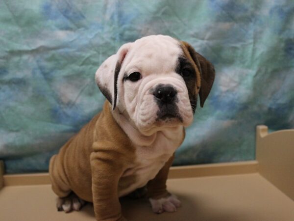 Olde Bulldog-DOG-Male-Red / White-25511-Petland Racine, Wisconsin