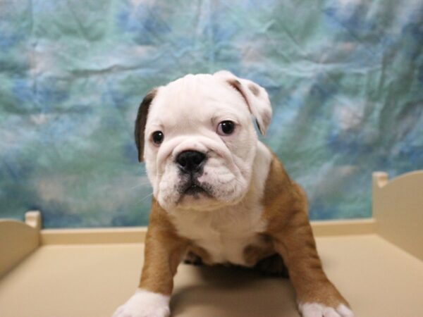 English Bulldog DOG Female RD/WH 25524 Petland Racine, Wisconsin