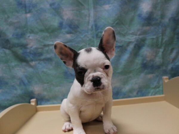 French Bulldog-DOG-Female-Blue-25515-Petland Racine, Wisconsin