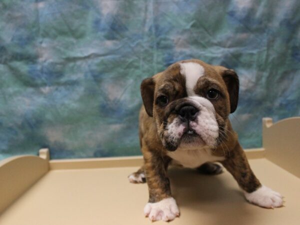 English Bulldog DOG Female BRIN/WH 25525 Petland Racine, Wisconsin