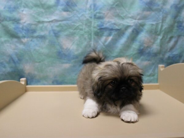 Pekingese DOG Male Sable / White 25517 Petland Racine, Wisconsin