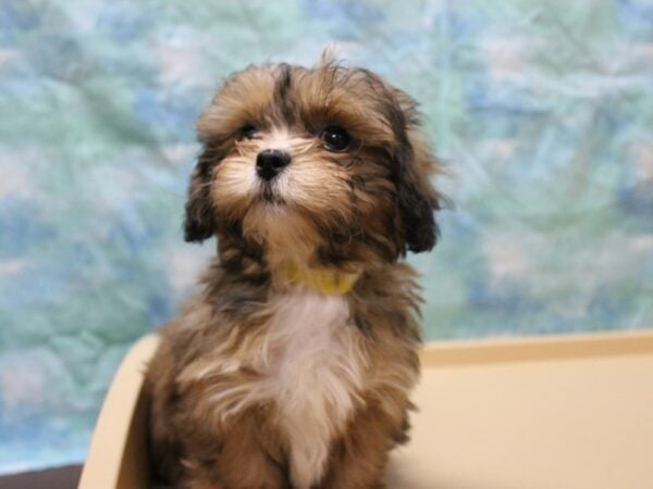 Shihpoo DOG Female RD/SBL 25530 Petland Racine, Wisconsin