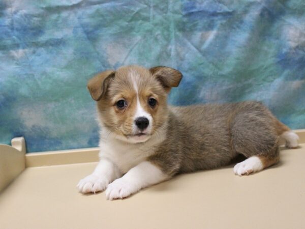 Pembroke Welsh Corgi-DOG-Female--25523-Petland Racine, Wisconsin