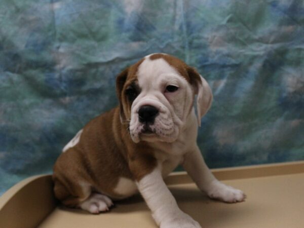 Bulldog/Bulldog-Beagle-DOG-Female-Red / White-25508-Petland Racine, Wisconsin