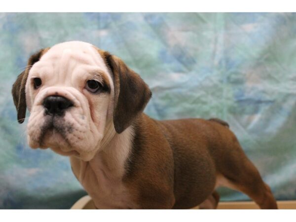 Bulldog/Bulldog-Beagle-DOG-Male-Red / White-25507-Petland Racine, Wisconsin